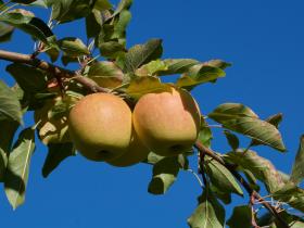 Golden Apples