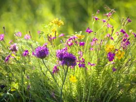 Wildflowers